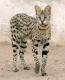 USA Savannah Breeders, Grooming, Cat, Kittens, Reviews, Articles
