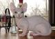 UK Minskin Breeders, Grooming, Cat, Kittens, Reviews, Articles