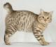 USA American Bobtail Breeders, Grooming, Cat, Kittens, Reviews, Articles