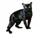 Australia Bombay Breeders, Grooming, Cat, Kittens, Reviews, Articles