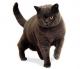 Australia British Shorthair Breeders, Grooming, Cat, Kittens, Reviews, Articles