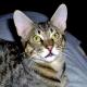 Philippines Chausie Breeders, Grooming, Cat, Kittens, Reviews, Articles