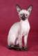 Philippines Cornish Rex Breeders, Grooming, Cat, Kittens, Reviews, Articles