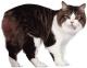 Philippines Cymric Breeders, Grooming, Cat, Kittens, Reviews, Articles