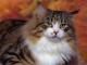 Philippines Norwegian Forest Breeders, Grooming, Cat, Kittens, Reviews, Articles