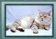 Australia Russian White, Black and Tabby Breeders, Grooming, Cat, Kittens, Reviews, Articles
