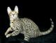Ireland Serengeti Breeders, Grooming, Cat, Kittens, Reviews, Articles