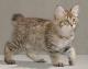 Malaysia American Bobtail Breeders, Grooming, Cat, Kittens, Reviews, Articles