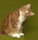 Indonesia American Longhair Breeders, Grooming, Cat, Kittens, Reviews, Articles