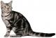 Malaysia American Shorthair Breeders, Grooming, Cat, Kittens, Reviews, Articles