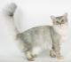 Malaysia Asian Semi-longhair Breeders, Grooming, Cat, Kittens, Reviews, Articles