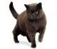 Indonesia British Shorthair Breeders, Grooming, Cat, Kittens, Reviews, Articles