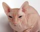Malaysia Donskoy  Breeders, Grooming, Cat, Kittens, Reviews, Articles