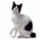 New Zealand Japanese Bobtail Breeders, Grooming, Cat, Kittens, Reviews, Articles