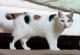 Malaysia Manx  Breeders, Grooming, Cat, Kittens, Reviews, Articles