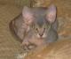 Malaysia Minskin  Breeders, Grooming, Cat, Kittens, Reviews, Articles