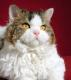 Malaysia Oregon Rex  Breeders, Grooming, Cat, Kittens, Reviews, Articles