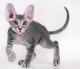 Malaysia Peterbald  Breeders, Grooming, Cat, Kittens, Reviews, Articles