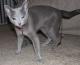 New Zealand Russian Blue Breeders, Grooming, Cat, Kittens, Reviews, Articles