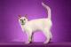 New Zealand Tonkinese Breeders, Grooming, Cat, Kittens, Reviews, Articles