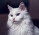 Malaysia Turkish Angora  Breeders, Grooming, Cat, Kittens, Reviews, Articles