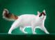 Indonesia Turkish Van Breeders, Grooming, Cat, Kittens, Reviews, Articles