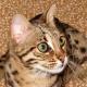 Indonesia Ussuri Breeders, Grooming, Cat, Kittens, Reviews, Articles